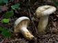 Lactarius olivinus