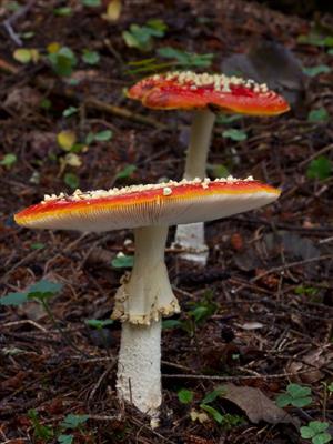 Amanita muscaria