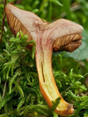 Chalciporus piperatus