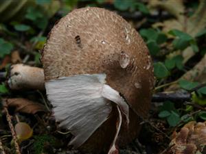 Agaricus sylvaticus