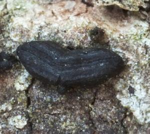 Hysterium pulicare