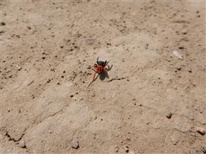 Eresus moravicus