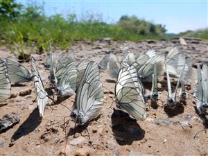 Aporia crataegi