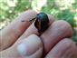 Lucanus cervus, pozostatky samice