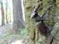 Lucanus cervus, samec