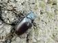 Lucanus cervus, samica