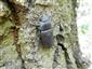 Lucanus cervus, samica