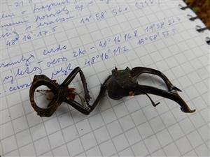 Lucanus cervus, pozostatky samca