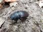 Lucanus cervus, pozostatky samice