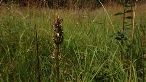 Dactylorhiza