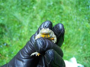 Bombina variegata