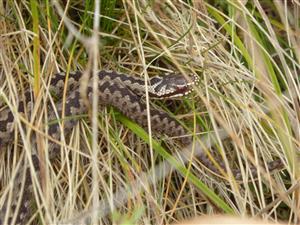 Vipera berus