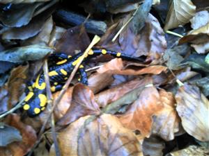 Foto Salamandra 