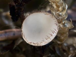 Spooneromyces microsporus