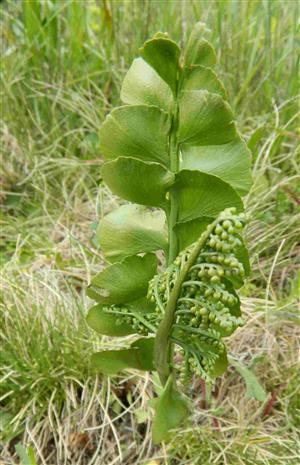 Botrychium lunaria.jpg