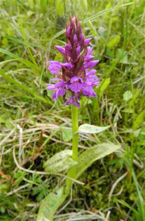 Dactylorhyza majalis MJ.JPG