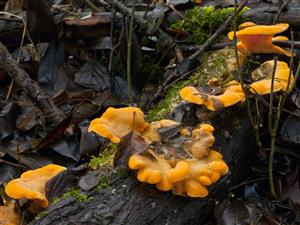 Phyllotopsis nidulans 