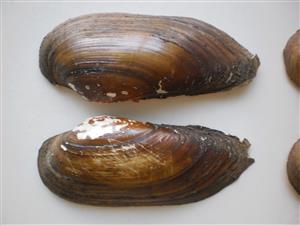 recentné lastúry korýtka maliarskeho 