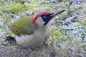 Picus viridis