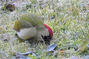 Picus viridis