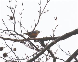 Sitta europaea