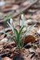 Galanthus nivalis