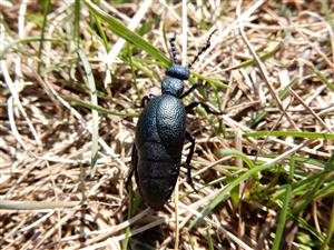 Meloe violaceus