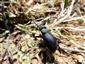 Meloe cicatricosus