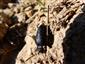 Meloe decorus
