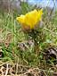 Adonis vernalis