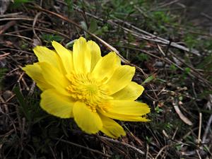Adonis vernalis
