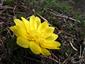 Adonis vernalis