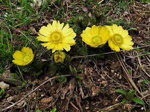 Adonis vernalis