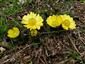 Adonis vernalis