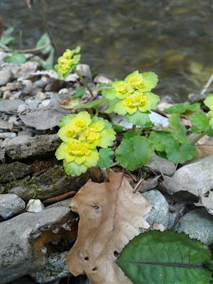 20160323_115711.png