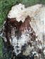 Mycetophagus (Mycetophagus) quadripustulatus (Linnaeus, 176