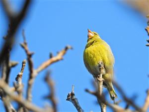 Carduelis chloris