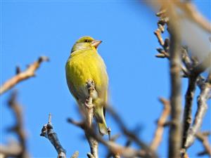 Carduelis chloris