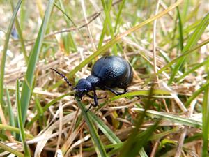 Meloe violaceus
