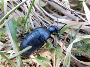 Meloe violaceus