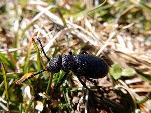 Meloe cicatricosus