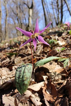 Erythronium dens-canis 20160402