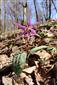 Erythronium dens-canis 20160402