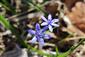 Scilla drunensis subsp. buekensis 20160402