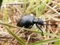 Meloe cicatricosus