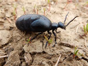 Meloe violaceus