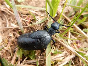 Meloe violaceus