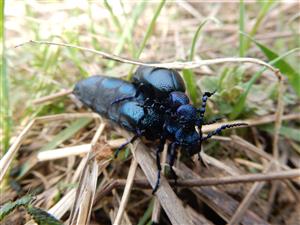 Meloe violaceus