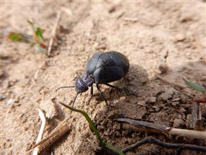 Meloe decorus
