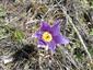 Pulsatilla slavica